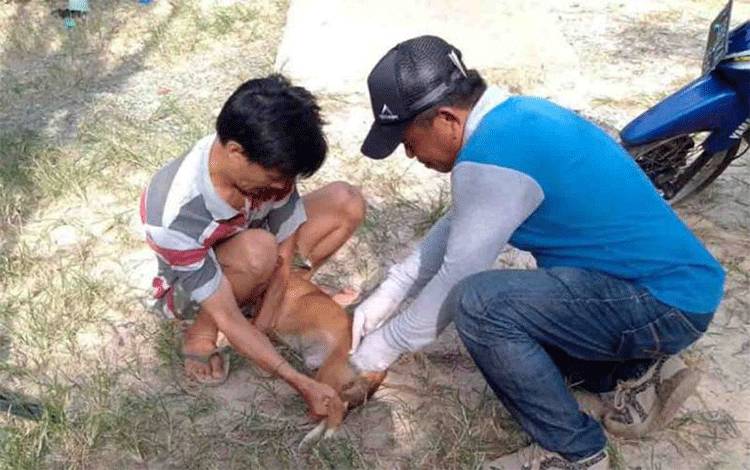 Pemkab Barito Timur Targetkan 12 Ribu Ekor Hewan Divaksin Rabies