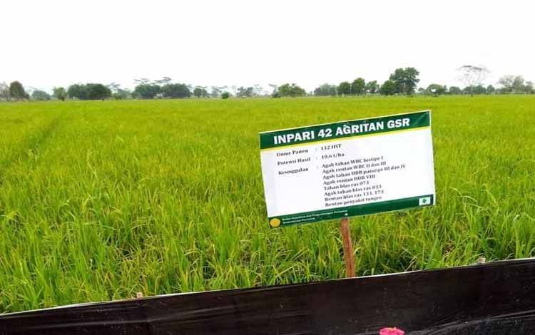 Nilai Tukar Petani Tanaman Pangan Alami Kenaikan Cukup Besar di Juni 2024