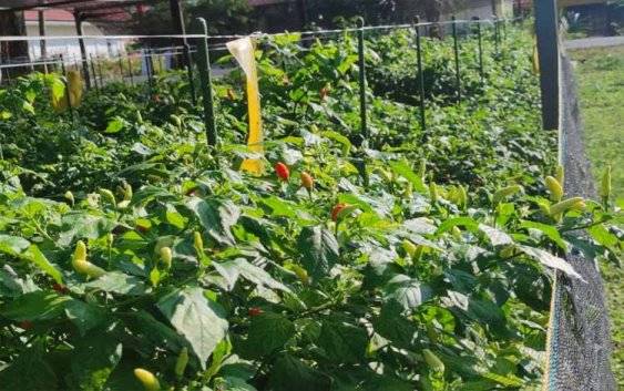 Kebun cabai rawit. Komoditas ini dinilai sebagai salah satu komoditas penyumbang penambahan jumlah inflasi kabupaten/kota. (FOTO: HERMAWAN)