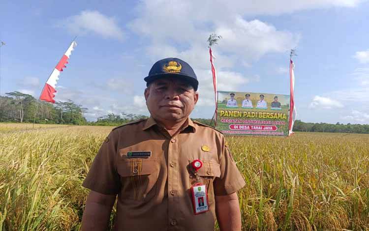 Panen Padi di Desa Tahai Jaya Bukti Keberhasilan Optimalisasi Lahan Pertanian