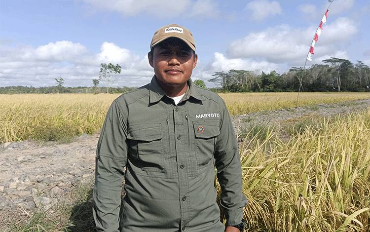 Petani Desa Tahai Jaya Beberkan Proses Tanam Padi di Lahan Gambut?