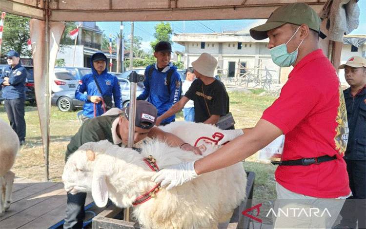 Domba sebelum menjalani kontes diukur berat badan dan tingginya. ANTARA/Heru Suyitno