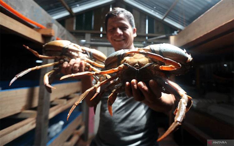Warga memperlihatkan kepiting bakau (Scylla) ANTARA FOTO/Irwansyah Putra/tom. (ANTARA FOTO/IRWANSYAH PUTRA)