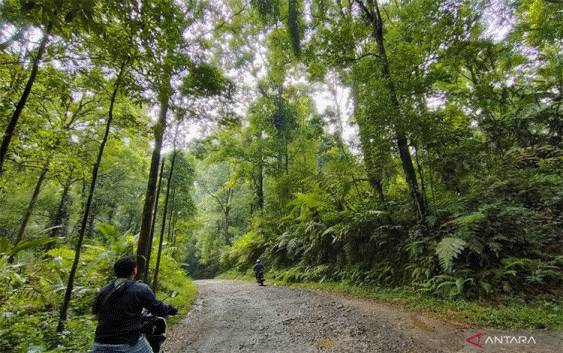 Pohon-pohon rindang di hutan adalah produsen oksigen yang sekaligus berfungsi sebagai penyerap karbon yang besar. ANTARA/Sizuka