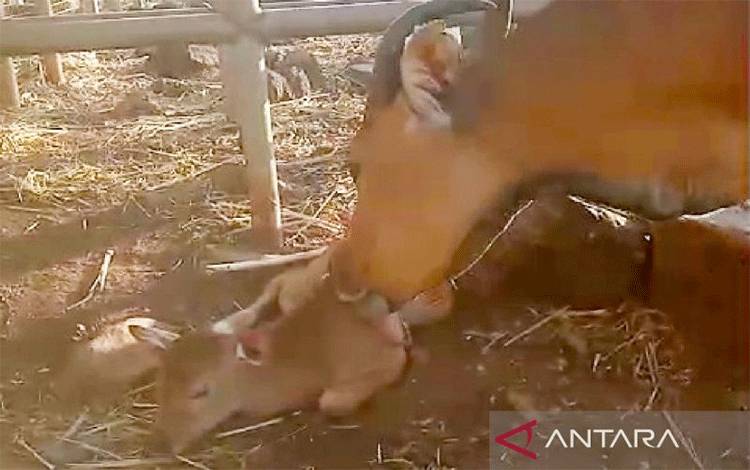 Pasangan indukan banteng Jawa Dimas dan Tina indukan dari Taman Safari Indonesia II Prigen melahirkan seekor bayi banteng jantan di suaka satwa banteng Taman Nasional Baluran Situbondo, Jawa Timur. Jumat (9/8/2024) ANTARA/HO-Humas TN Baluran Situbondo