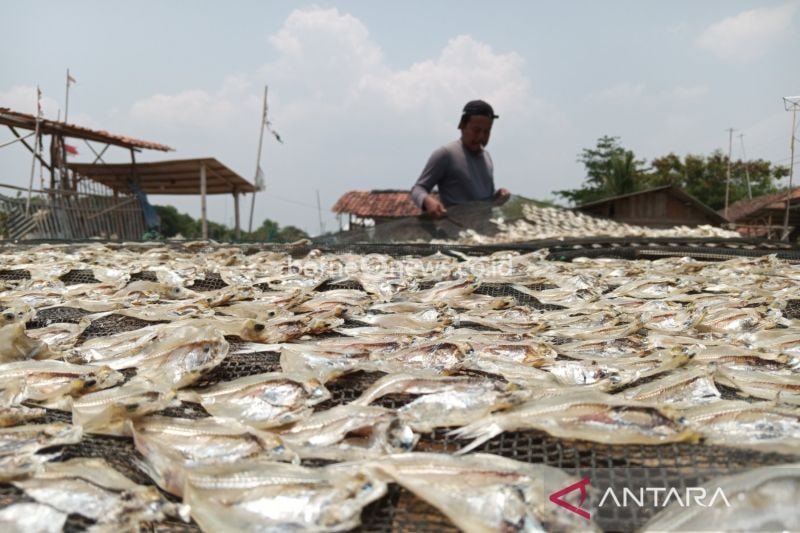 Pekerja mengeringkan ikan asin di salah satu sentra produksi ikan asin di Cirebon, Jawa Barat. ANTARA/Fathnur Rohman