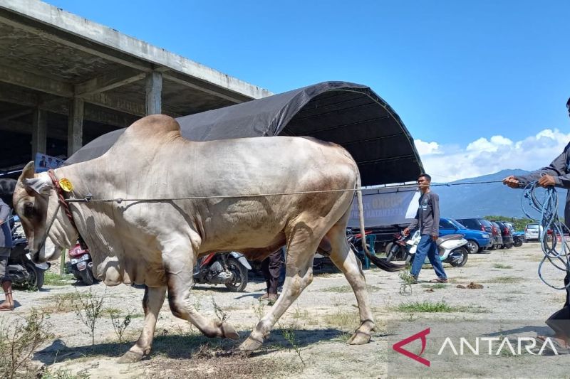 Salah satu peserta lomba kontes ternak di Kabupaten Sigi, Sulteng, saat membawa masuk sapinya berukuran besar kedalam gedung di Ruang Terbuka Hijau Taiganja Desa Kalukubula Kecamatan Sigi Biromaru, Selasa (13/8/2024). ANTARA/Moh Salam