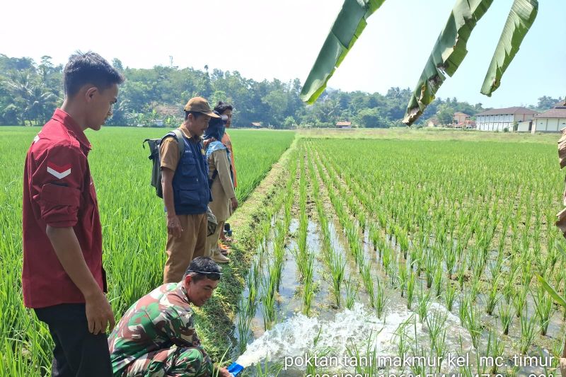 Pemasangan Pompa Air di Lebak Cegah Gagal Panen Padi