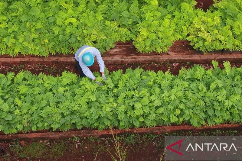 Antam Pomalaa Kolaka saat melakukan penanaman 60.000 bibit pohon mangrove di tahun 2024. ANTARA/HO-Biro Adpim Sultra.
