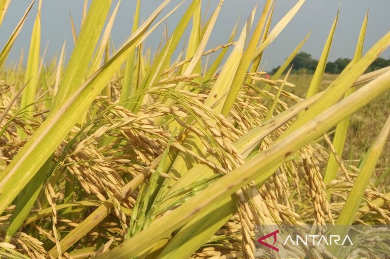 Posko Siaga Ketahanan Pangan Antisipasi Musim Kemarau