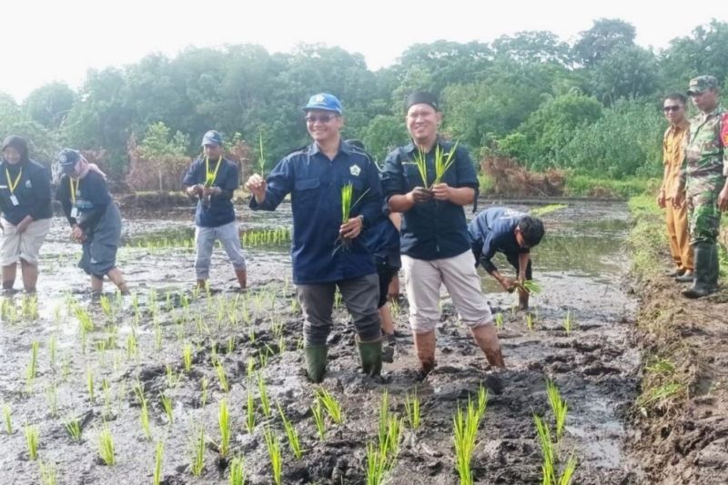 Kegiatan gotong-royong bersama, KKN Kolaborasi UGM-UNIB saat menanam padi bibit unggul Gamagora 7 di Enggano, Selasa. ANTARA/HO-Dokumen Pribadi.