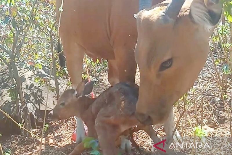 Banteng betina "Usi" bersama bayi betina yang baru dilahirkan di SSB Taman Nasional Baluran Situbondo, Jawa Timur, Selasa (13/8/2024). ANTARA/HO-Humas TN Baluran