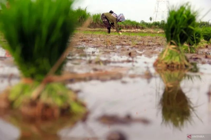 Target Pemprov Sumut Optimasi 30.442 Hektare Lahan Rawa untuk Padi