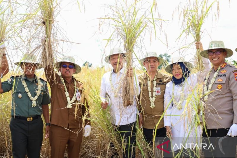 Panen Raya Padi Petani binaan Baznas di Barito Kuala