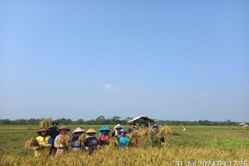 Panen Padi Kabupaten Lebak Capai 9.400 Hektare Agustus 2024