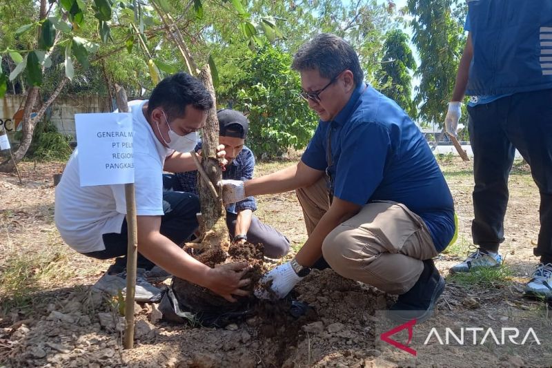 Pelindo Tanam 700 Pohon di Pantai Pasir Padi Pangkalpinang