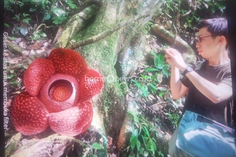 Wisatawan mancanegara sedang berada di bunga raflesia mekar sempurna di Batang Palupuh, Kecamatan Palupuh, Agam. Antara/HO-Joni Hartono.