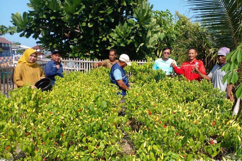 Sudin KPKP Kepulauan Seribu memanen cabai di area docking kapal di Pulau Kelapa sebagai upaya menekan inflasi dan meningkatkan ketahanan pangan. ANTARA/HO-Pemkab Kepulauan Seribu