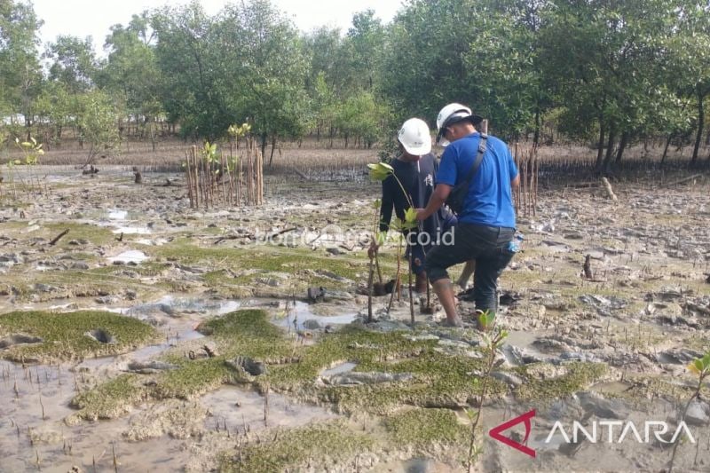 PT Timah Tanam 2.500 Mangrove untuk Cegah Abrasi Pantai