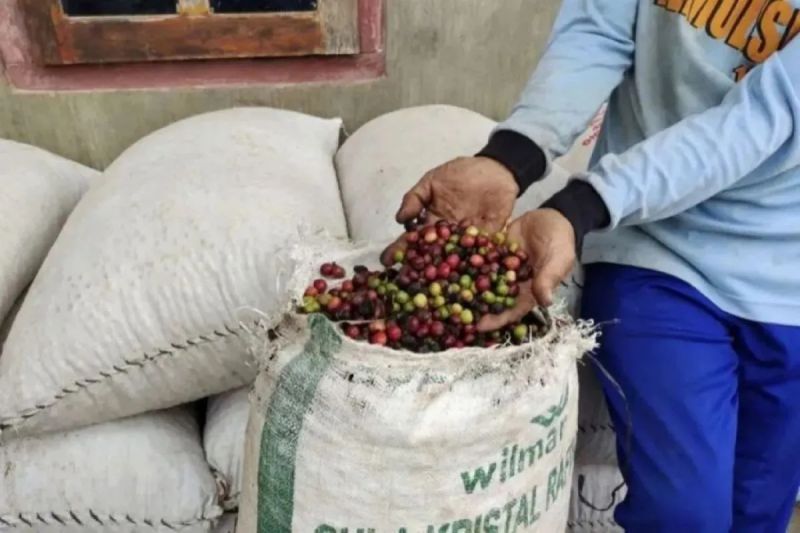 Pemprov Sumsel Tingkatkan Ekspor Kopi dengan Bina Petani