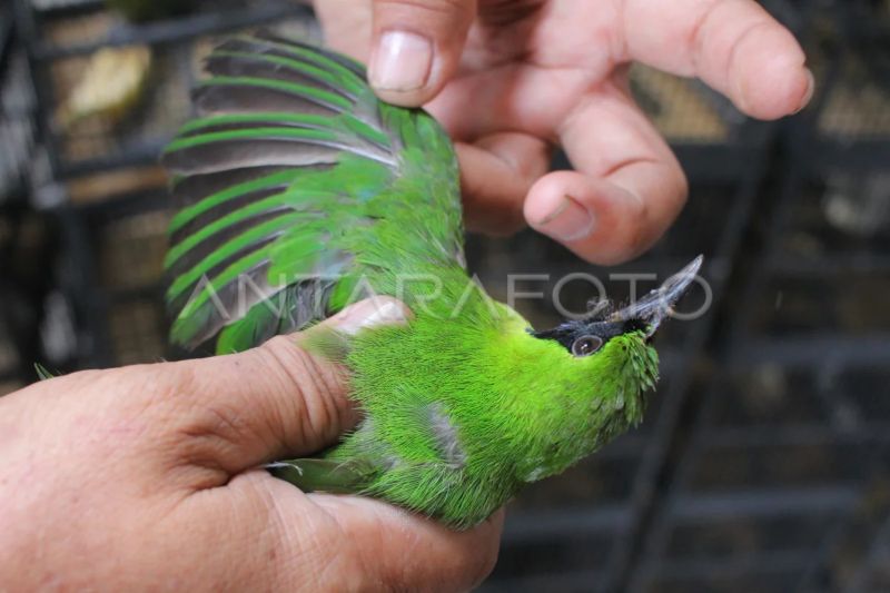 Balai Karantina Yogyakarta Gagalkan Penyelundupan 2 Cucak Hijau