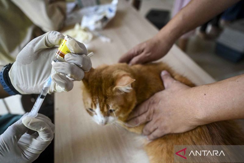 Ilustrasi - Petugas bersiap menyuntikkan vaksin rabies ke seekor kucing di RPTRA Taman Gajah, Jakarta Selatan, Selasa (23/7/2024). Suku Dinas Ketahanan Pangan, Kelautan, dan Pertanian (Sudin KPKP) Jakarta Selatan menggelar vaksinasi rabies gratis untuk hewan pada 23-24 Juli 2024 di lima wilayah Jakarta Selatan guna mempertahankan status Jakarta bebas rabies. ANTARA FOTO/Erlangga Bregas Prakoso/YU