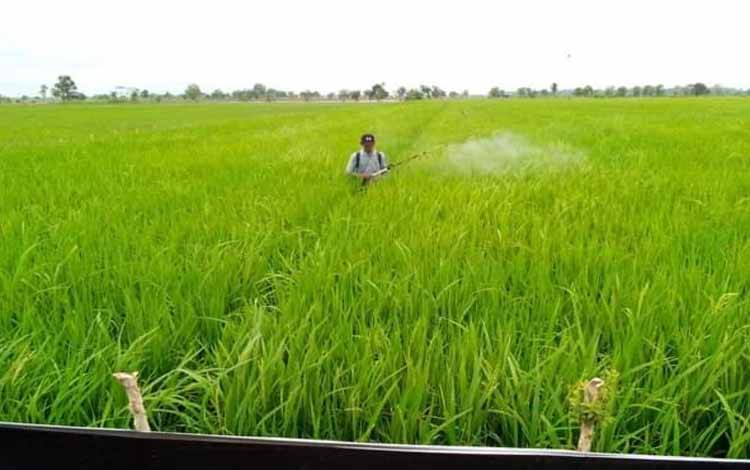 Petani Tanaman Hortikultura Kalteng Alami Penurunan Nilai Tukar