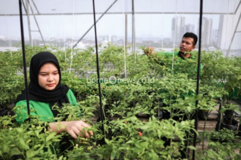 Pasar Mayestik Manfaatkan Atap untuk Urban Farming Sejak 2024