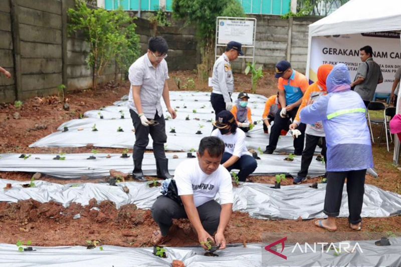 Arsip foto - Pemerintah Kota Administrasi Jakarta Pusat menanam ribuan bibit cabai serentak di halaman Apartemen Sudirman Park, Jalan KH Mas Mansyur, Kelurahan Karet Tengsin, Kecamatan Tanah Abang, Jumat (19/1/2024). ANTARA/HO-Kominfotik Jakarta Pusat/am.