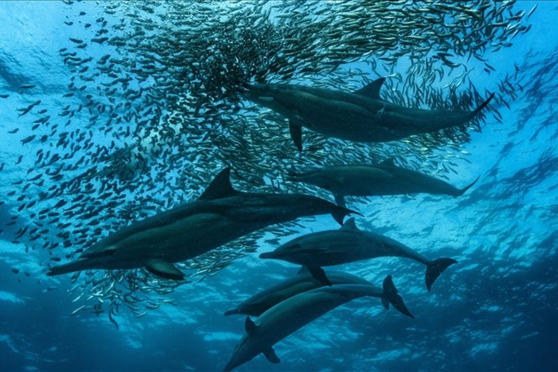 Migrasi Ikan Sarden Afrika Selatan Terancam oleh Perubahan Iklim