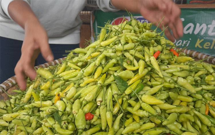 Pemprov Kalteng Berharap Komoditas Cabai Tidak Sebabkan Inflasi