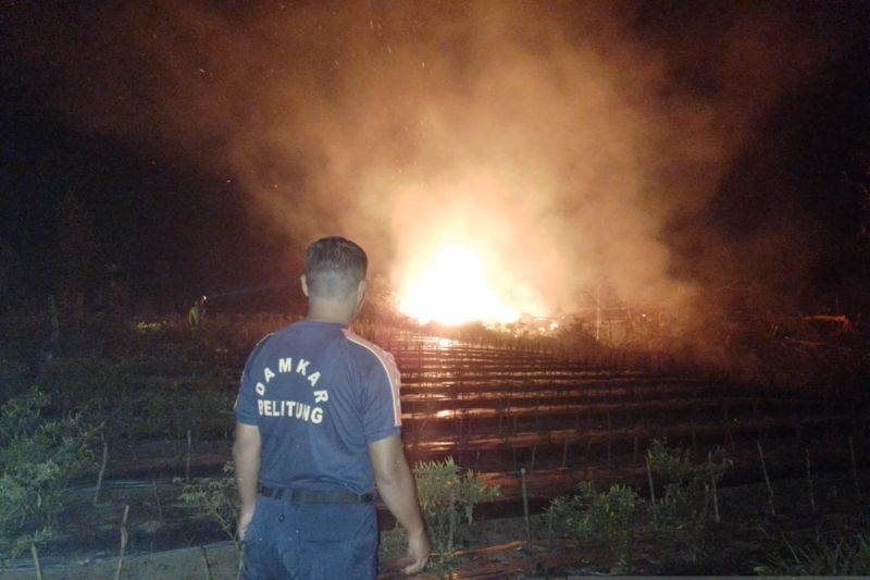 Seorang petegus BPBD Belitung memantau lahan terbakar (ANTARA/Kasmono/Apriliansyah)