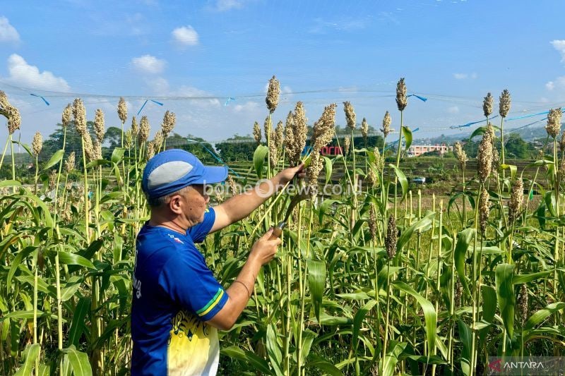 Pemkot Bandung Kembangkan Sorgum untuk Tingkatkan Ketahanan Pangan