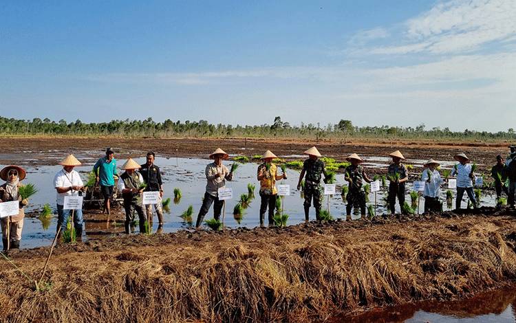 Sekda Hadiri Pencanangan Tanam Padi Optimalisasi Lahan di Kapuas Timur