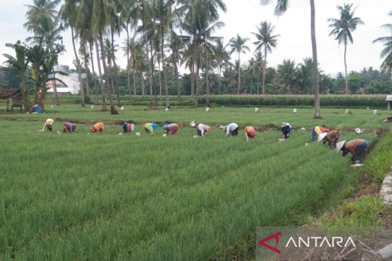 Petani Situbondo dorong pemerintah bangun pasar bawang merah