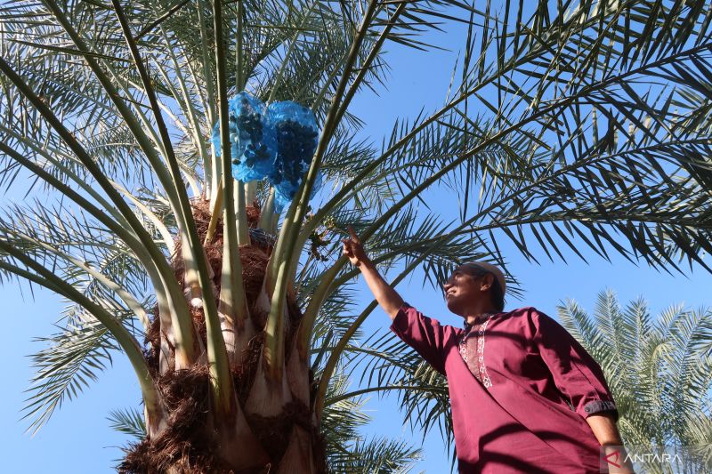 Petani kurma Jhon Arif Munandar memperlihatkan pohon kurma yang sedang berbuah sela di Lombok Utara, Nusa Tenggara Barat, Kamis (18/7/2024). (ANTARA/Sugiharto Purnama)