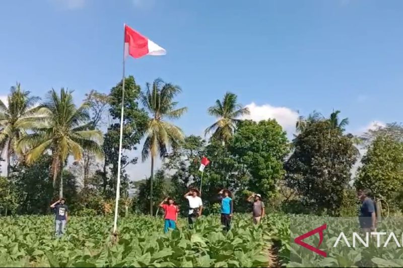Petani Jember Kibarkan Bendera Merah Putih Saat HUT ke-79 RI
