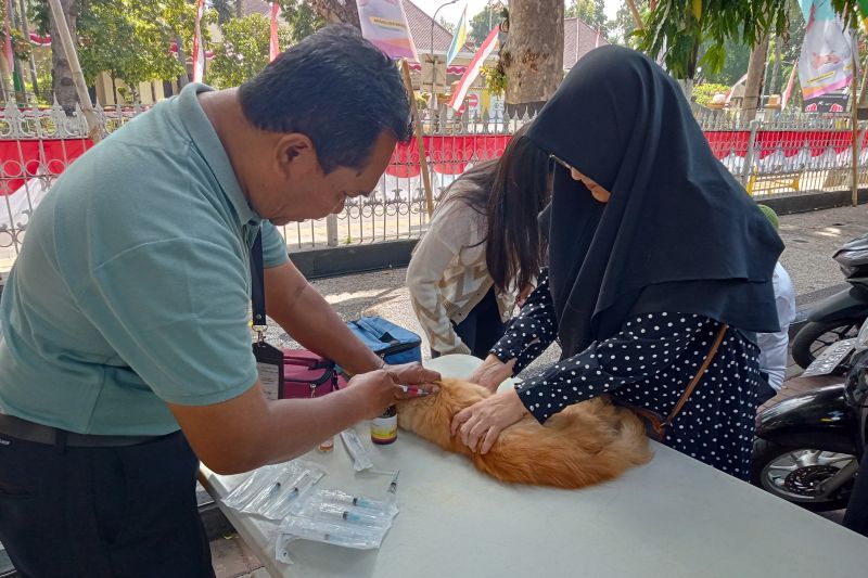 Lomba Kucing Kesayangan Memeriahkan HUT Ke-79 RI di Mataram