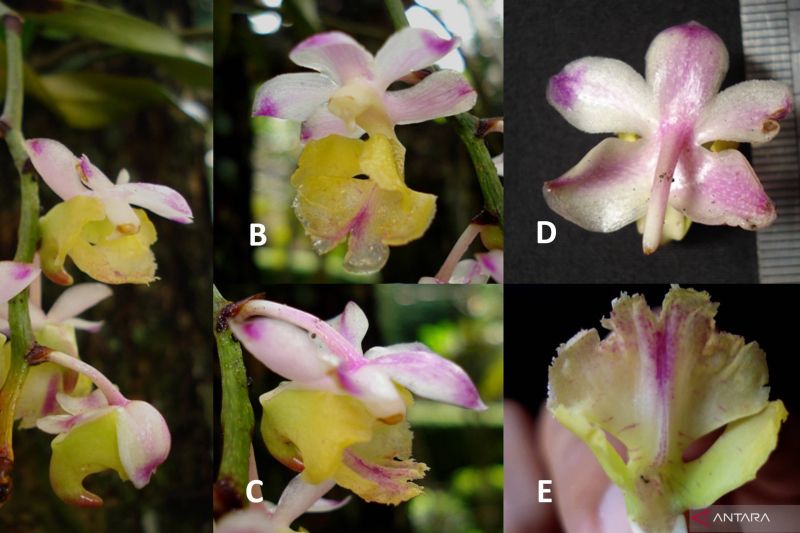 Spesies anggrek baru, Aerides obyrneana, yang merupakan endemik Pulau Sulawesi, Indonesia. Anggrek tersebut dikenal dengan nama lokal anggrek kuku macan. (ANTARA/HO-BRIN)