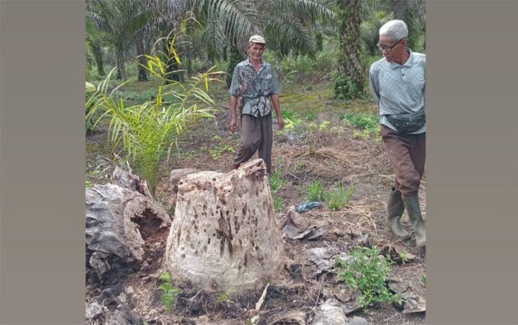 Warga menunjukkan tanda-tanda kerusakan ulah beruang di Jalan Lingkar Utara Sampit. (FOTO: BKSDA Sampit)