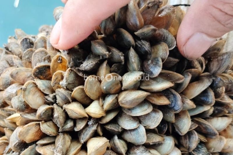 Pengembangan Kerang Coklat Tingkatkan Produksi Budi Daya Lobster