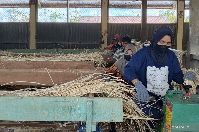 Ilustrasi-Pekerja melakukan diversifikasi produk hasil kehutanan yang hendak diolah menjadi berbagai kerajinan di Katingan, Kalimantan Tengah, Jumat (26/7/2024). ANTARA/Muzdaffar Fauzan
