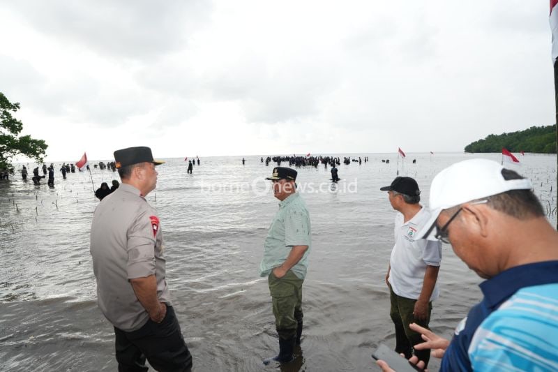 Pemprov Sulbar Tanam 20 Ribu Mangrove di Mamuju Untuk Lingkungan