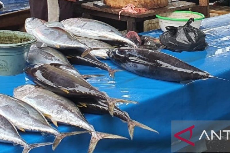 Komoditas ikan tuna yang dijual di Tempat Pelelangan Ikan (TPI) Hamadi, Kota Jayapura (ANTARA/Ardiles Leloltery)
