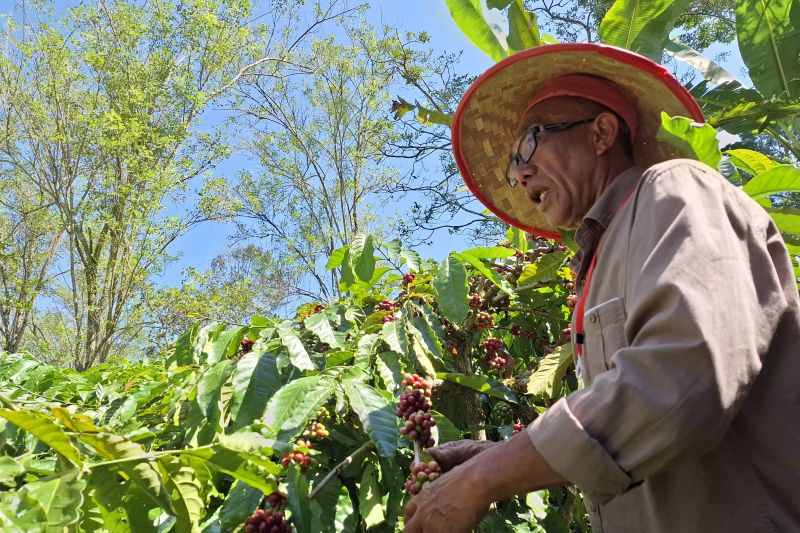 Promosi Investasi Kopi Robusta Lampung untuk Tingkatkan Hilirisasi