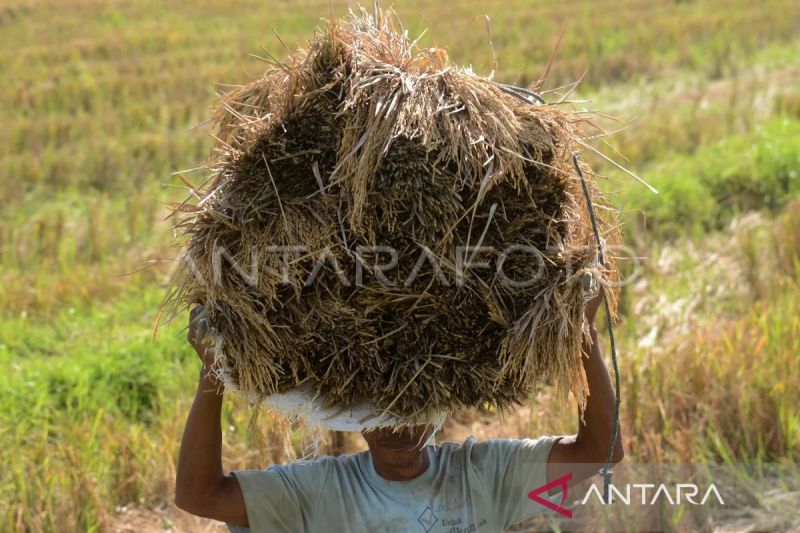 Empat Program Utama Pertanian Aceh untuk Ketahanan Pangan