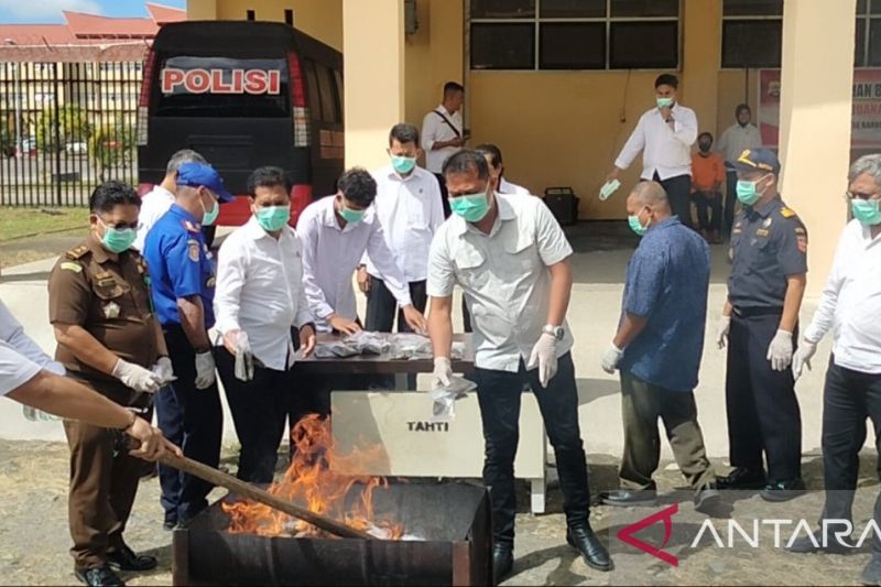 Pemusnahan Ganja 1,7 Kilogram oleh Polda Papua Barat, Jaringan Diterusuri