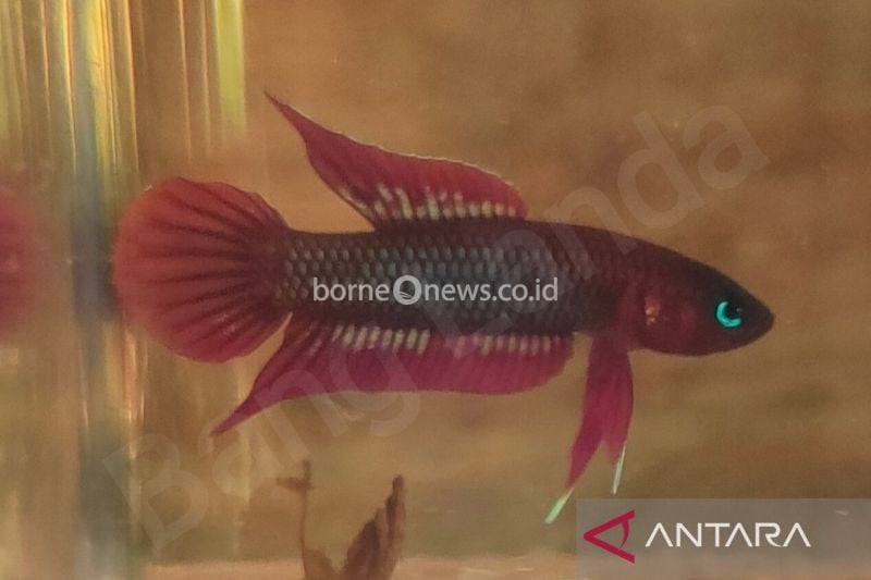 Pencatatan Ikan Tempalak Mirah Sebagai Kekayaan Intelektual Komunal