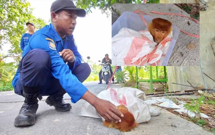 Personil Disdamkarmat Kotawaringin Timur saat evakuasi bekantan di Pondok Pesantren Darul Amin Sampit, Selasa, 20 Agustus 2024. (FOTO: DEWIP)