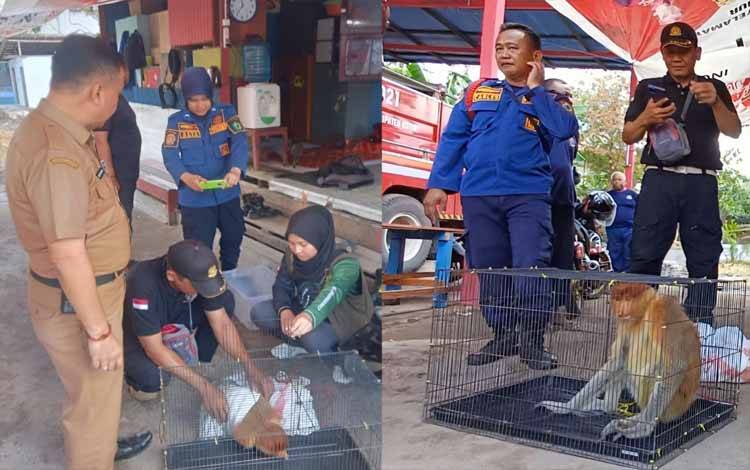 Bekantan Mengamuk di Ponpes Darul Amin Sampit Diduga Akibat Kerusakan Habitat